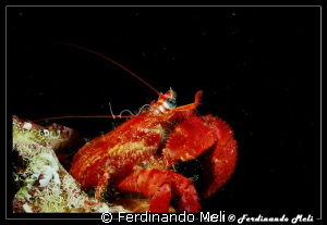 Hermit crab by Ferdinando Meli 